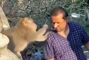 Обезьяна стащила очки у туриста