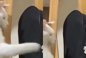 Попытка кота сразиться с гитарой