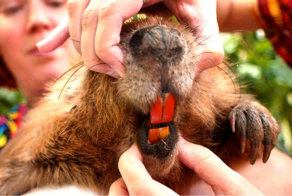 Бобр: обзор зубов, силы и влияния этого зверя