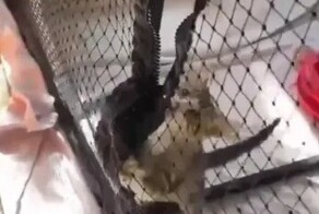 Котёнок нашёл способ сбежать из вольера
