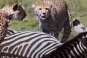 Необычная реакция гепардов на зебру