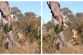 Гиена оставила леопарда без обеда