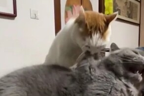 Кот вырвал клок шерсти со спины своего товарища