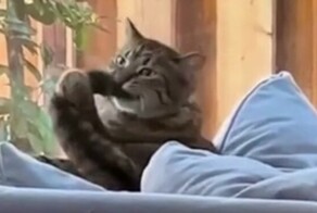 Кот вступил в схватку с собственным хвостом