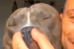 Кто страшнее: питбуль или чихуахуа