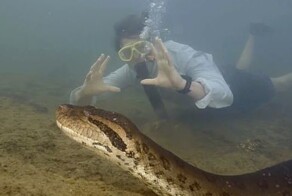 В тропических лесах Амазонки обнаружена самая большая в мире змея
