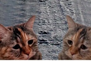 МЧС Беларуси стали публиковать вирусные ролики с Бузовой и котиками