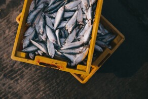 Британцы больше не смогут ловить рыбу в российских водах Баренцева моря
