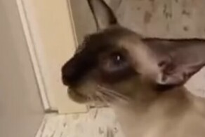 Разговор с болтливым котом о корме