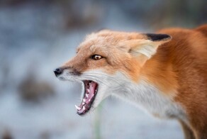 В лесах Ленинградской области стали орать лисы