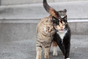 Хитросплетения судьбы: коты и хвосты