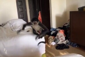 Дикие обезьяны ворвались в номер иностранных туристок