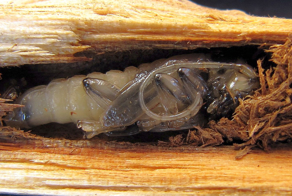 Циклы развития насекомых