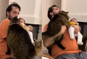 «А как же я?»: ревнивый котик, требующий внимания хозяина попал на видео