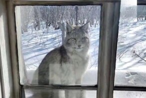 "Тётя кошка, выгляни в окошко": рысь пришла в гости к госинспектору на Камчатке
