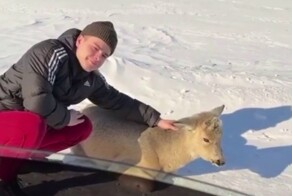 Милая косуля чуть не довела до ручки доставучего парня