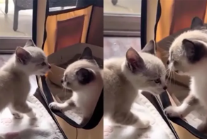 Cерьёзный разговор двух котят