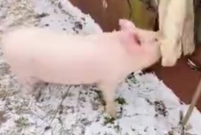 Весёлый и озорной поросёнок