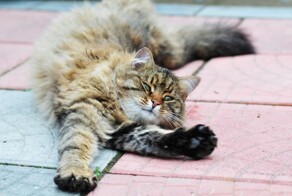 Котопотягушки