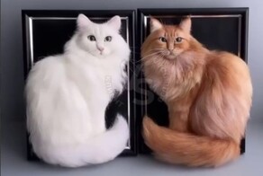 Девушка делает крутые 3D-портреты котиков прямо из их шерсти и усов