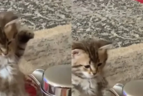 Схватка котёнка с чайником