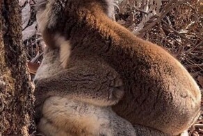Коала оплакивает смерть самки