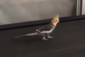 Попугай занимается на беговой дорожке