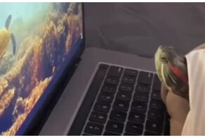 Черепаха испугалась акулы на экране ноутбука&nbsp;