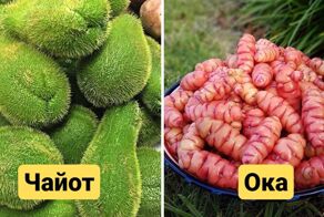 14 экзотических овощей со всего света, которые привлекают внимание необычными видом, вкусом и названием