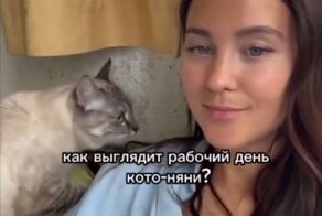 Работа мечты: кошачья няня