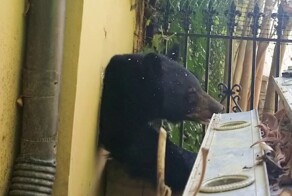 Черный медведь вылез из вентиляции дома в Северной Каролине