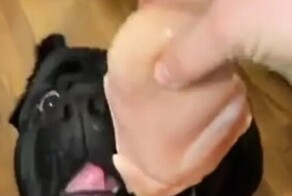 На один зубок: пёс за пару секунд расправился с куриной грудкой