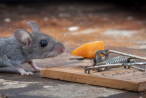 Везучая мышь (20 фото)