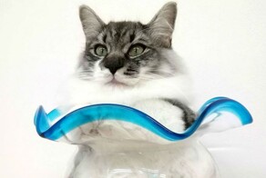 Коты для красоты