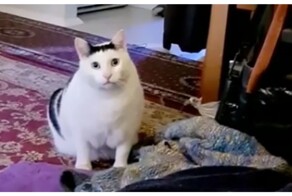 Полное видео с мяукающим и кивающим головой котом
