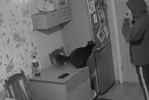 Кошка встречает своего хозяина