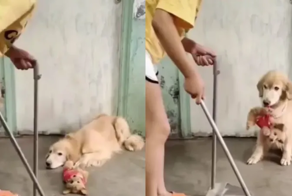 «Этого не выкидываем»: пёс спас своего младшего товарища от хозяйки