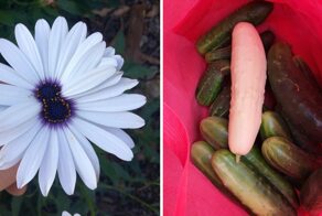 18 залипательных мутаций растений, подмечающих, что и у природы тоже иногда бывают сбои в работе