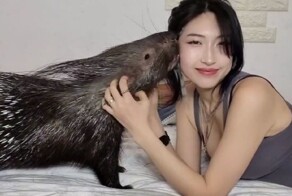 Каково это жить дома с дикобразом