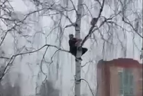 В Подмосковье девушка попыталась спасти кота с дерева, на котором в итоге сама же застряла