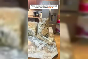 Девушка нашла детёныша рыси, когда гуляла с собакой