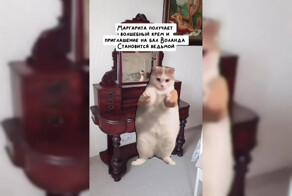 «Мастер и Маргарита» в&nbsp;формате мемов с&nbsp;животными