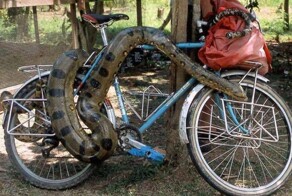 17 "противоугонных" приспособлений, которые удивили бы воришек