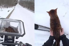 Байкер показал свою зимнюю прогулку с котом, и это великолепно