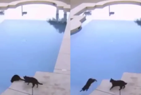 Кот столкнул своего товарища в бассейн