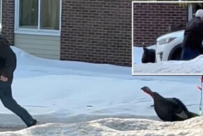 Дикая индейка три недели терроризировала городок в Канаде