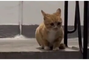 Кошка с самым выразительным «мяу»