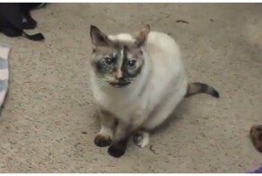 Кот принёс хозяину мышь