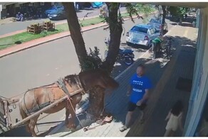 Лошадь неожиданно напала на мужчину