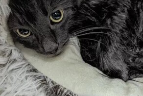 Кошку выбросили на улицу в грязной наволочке